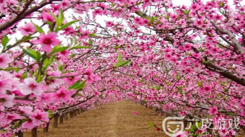 阴阳师桃花妖的现世信物是什么 