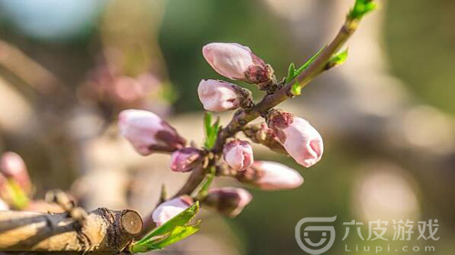 阴阳师桃花妖的现世信物是什么 