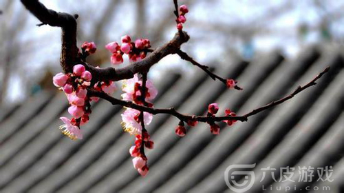 阴阳师桃花妖的现世信物是什么 