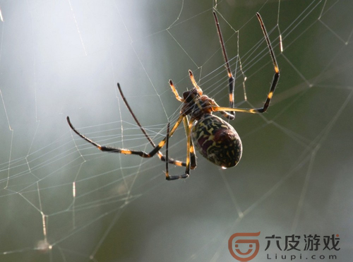 阴阳师：络新妇信物是什么 